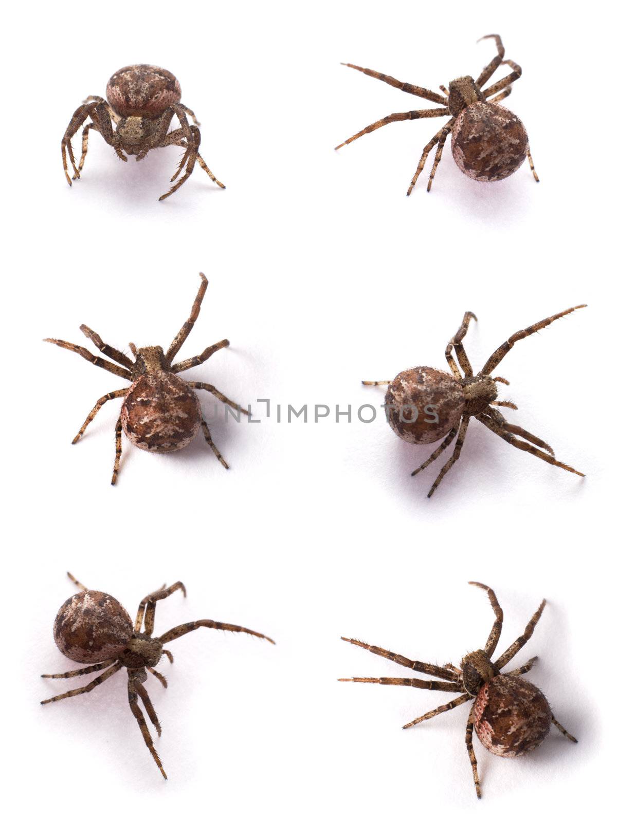 Six yellow spiders on a white background
