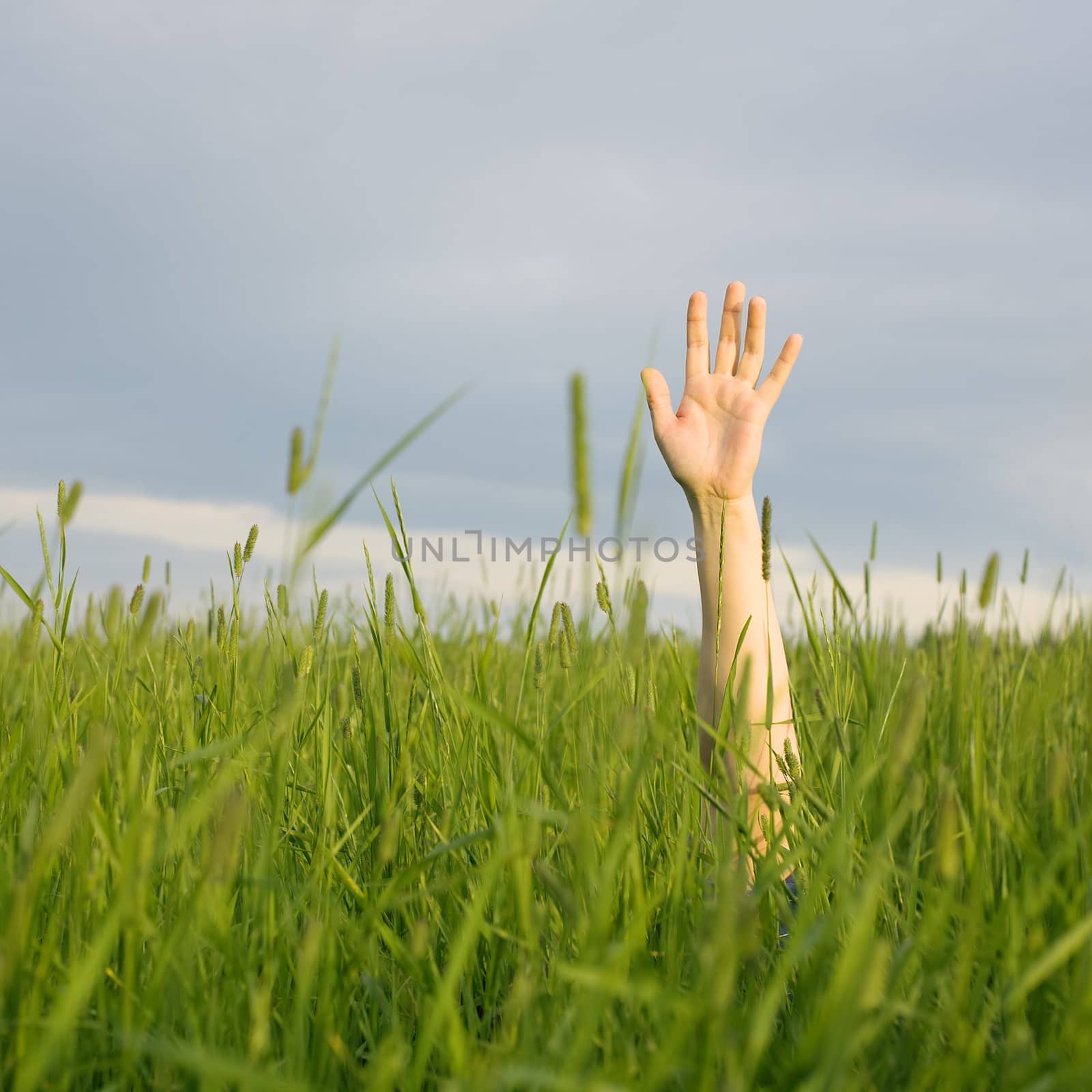 The hand stretched from a grass upwards