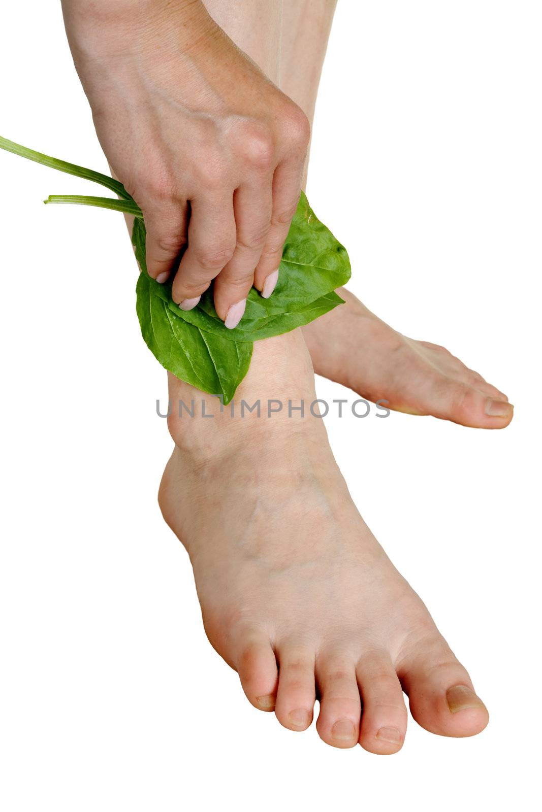 Treatment of a wound by a leaf of a plantain