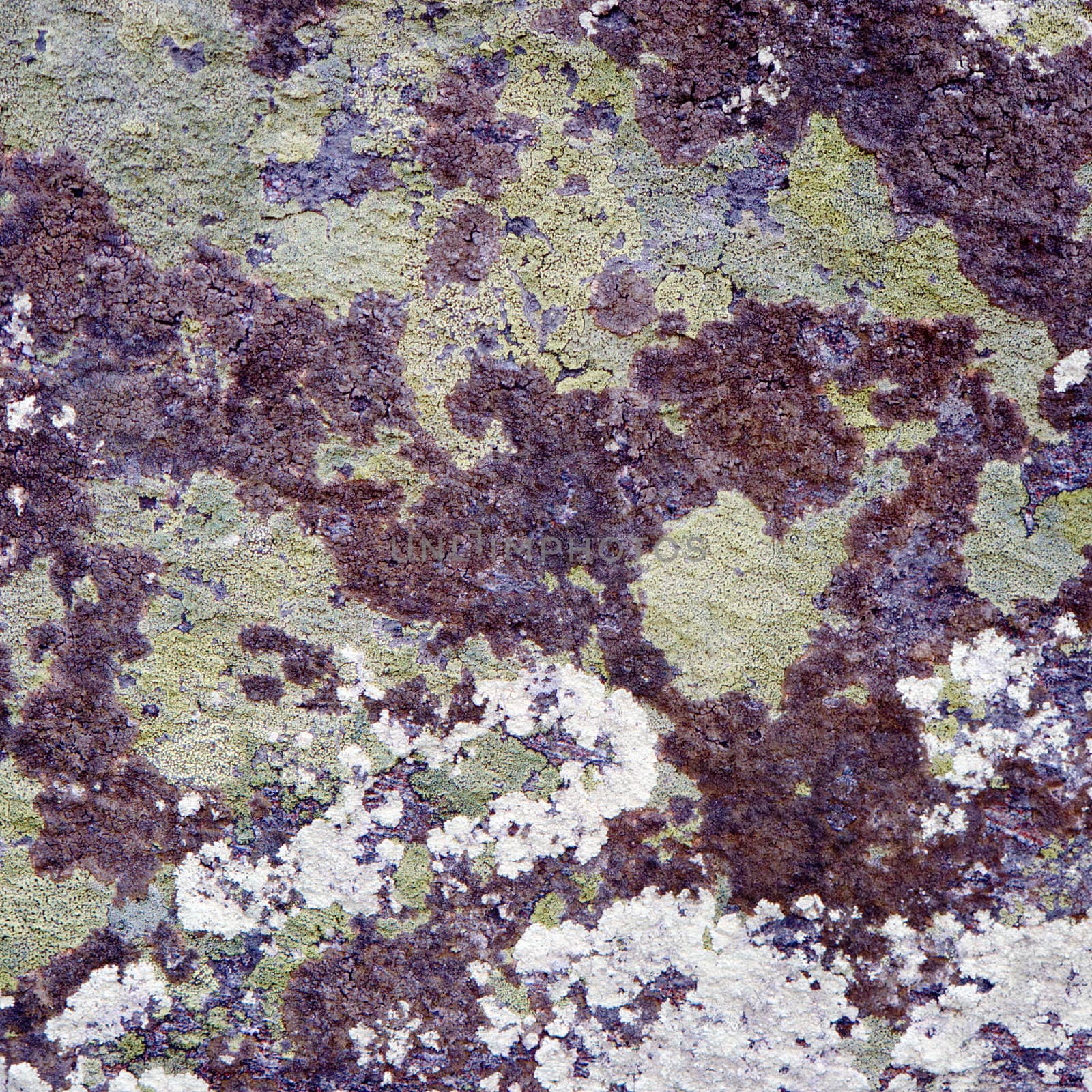 The surface of a rock covered by a lichen