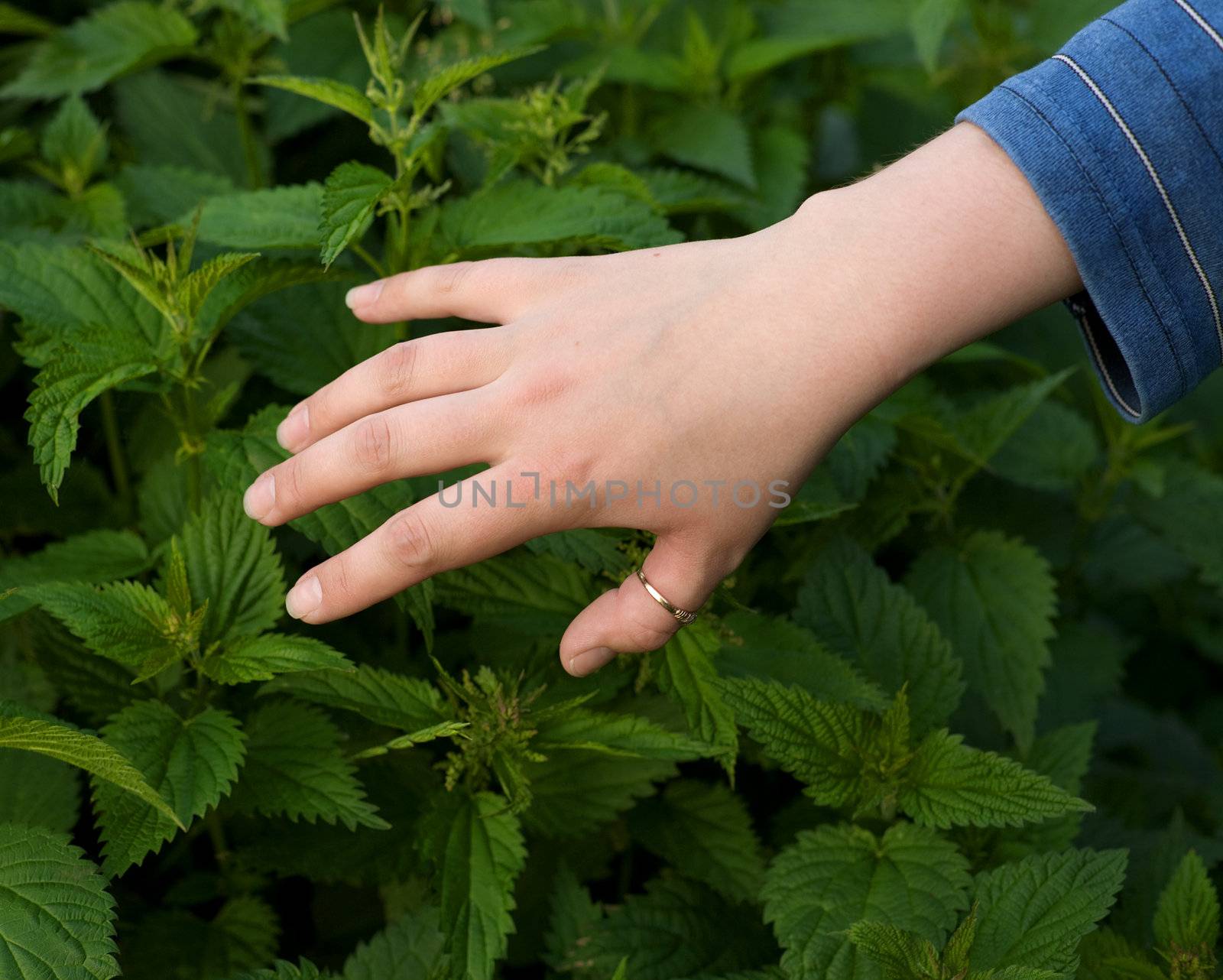 Hand and nettle by pzaxe