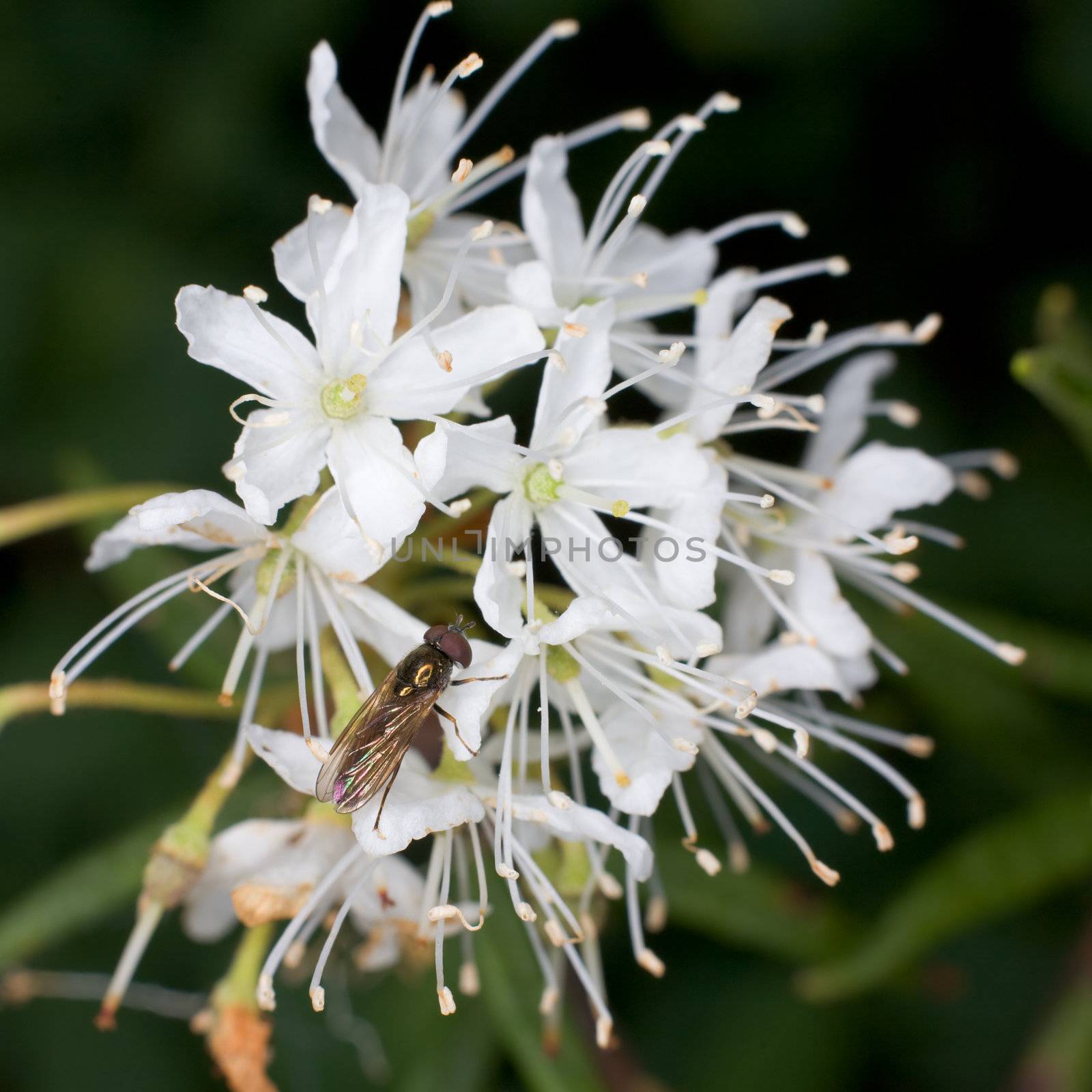 The small fly on a flower of a labrador tea