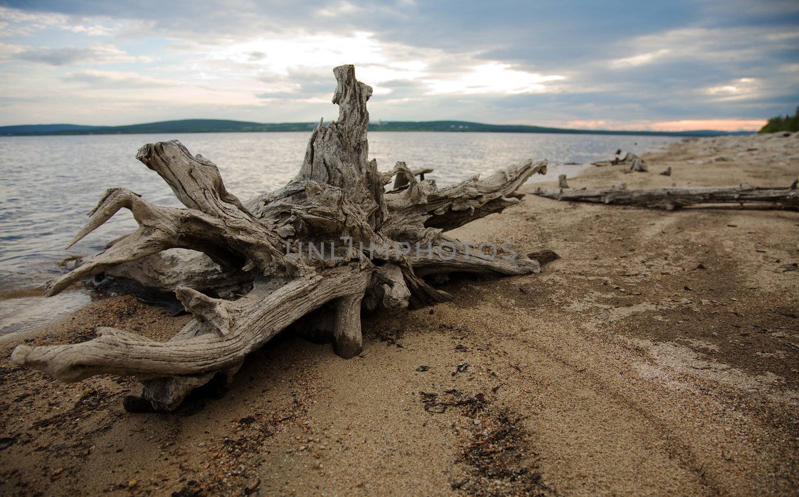 Coast of lake, wood, mouldering snag