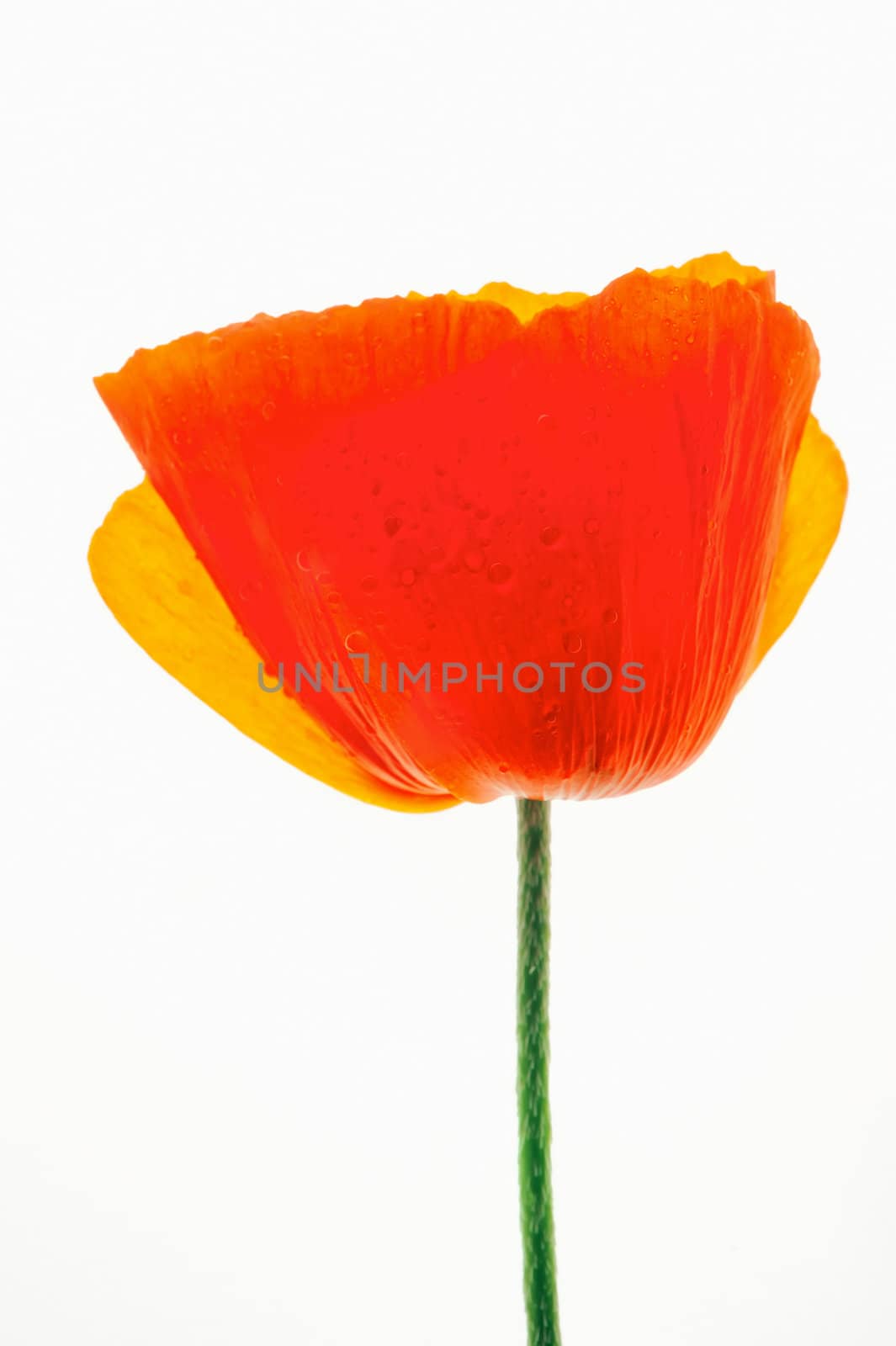 Red poppy blooms on a white background