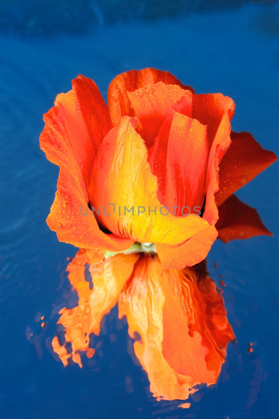 Red Rose is reflected in the clear water