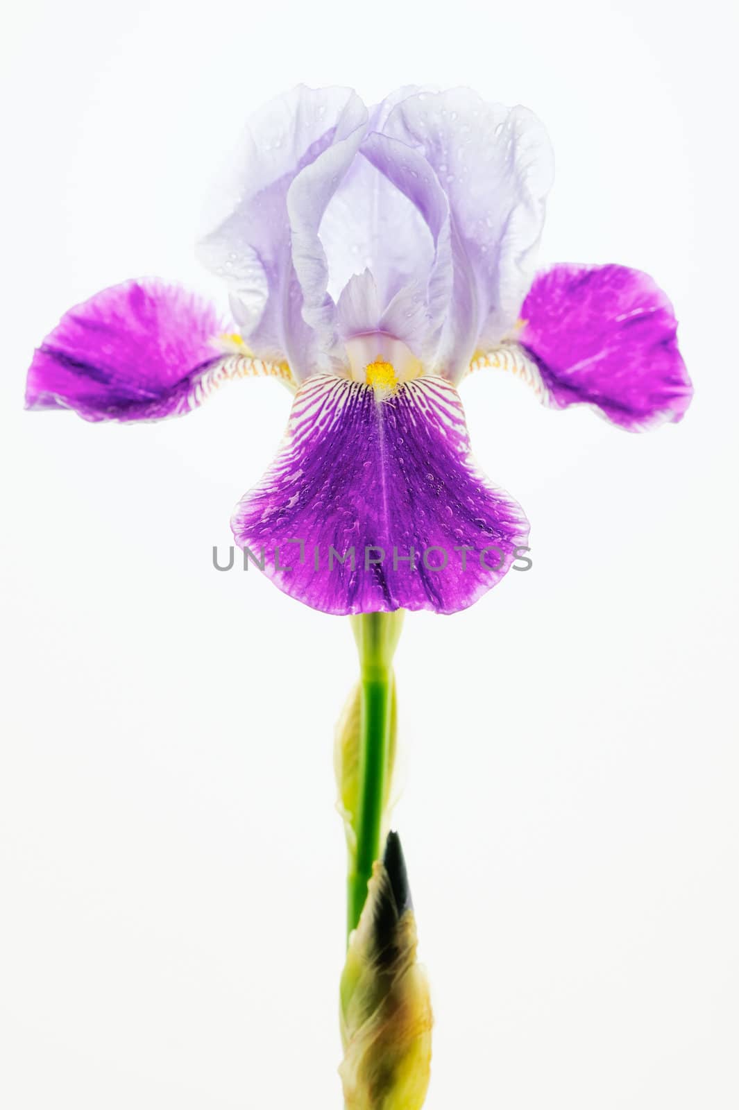 Flower with violet petals on a white background
