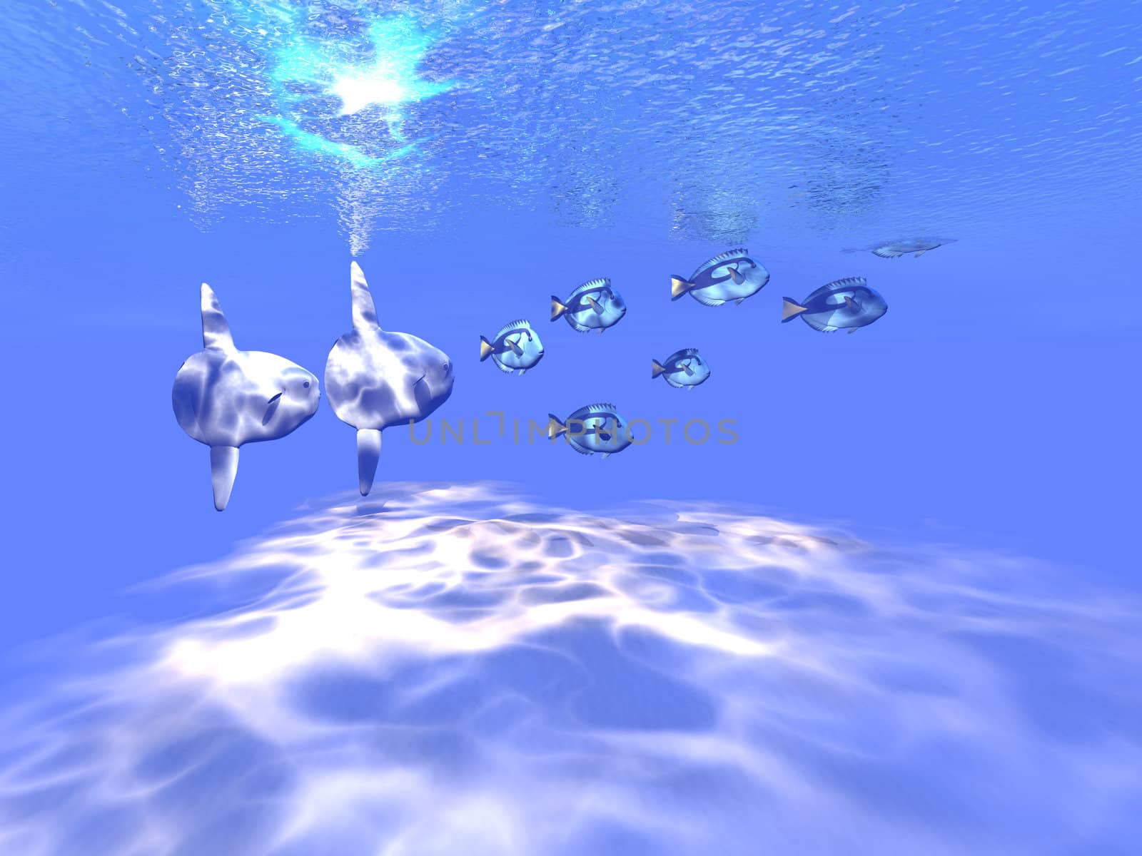 Two large sunfish swim with a group of Blue Tango fish in the beautiful blue ocean.