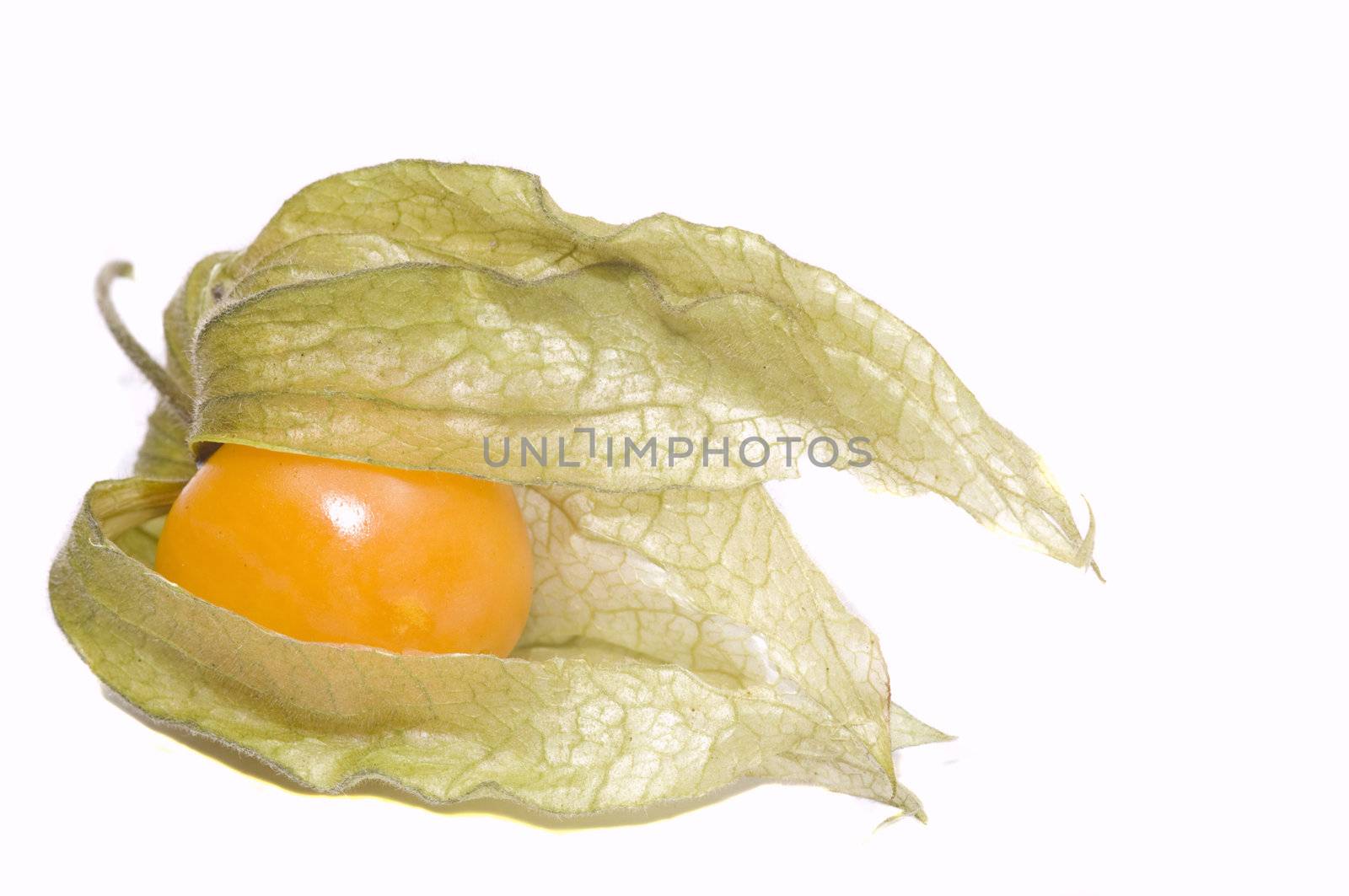 close-up on a fresh small physallis, isolated on white