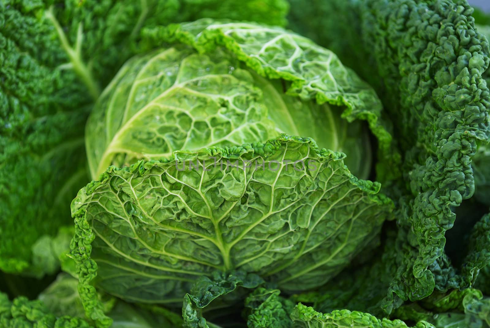 Cabbage by Kamensky