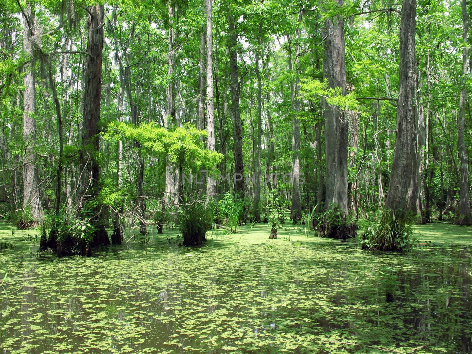 Trees in a Swamp  by keki