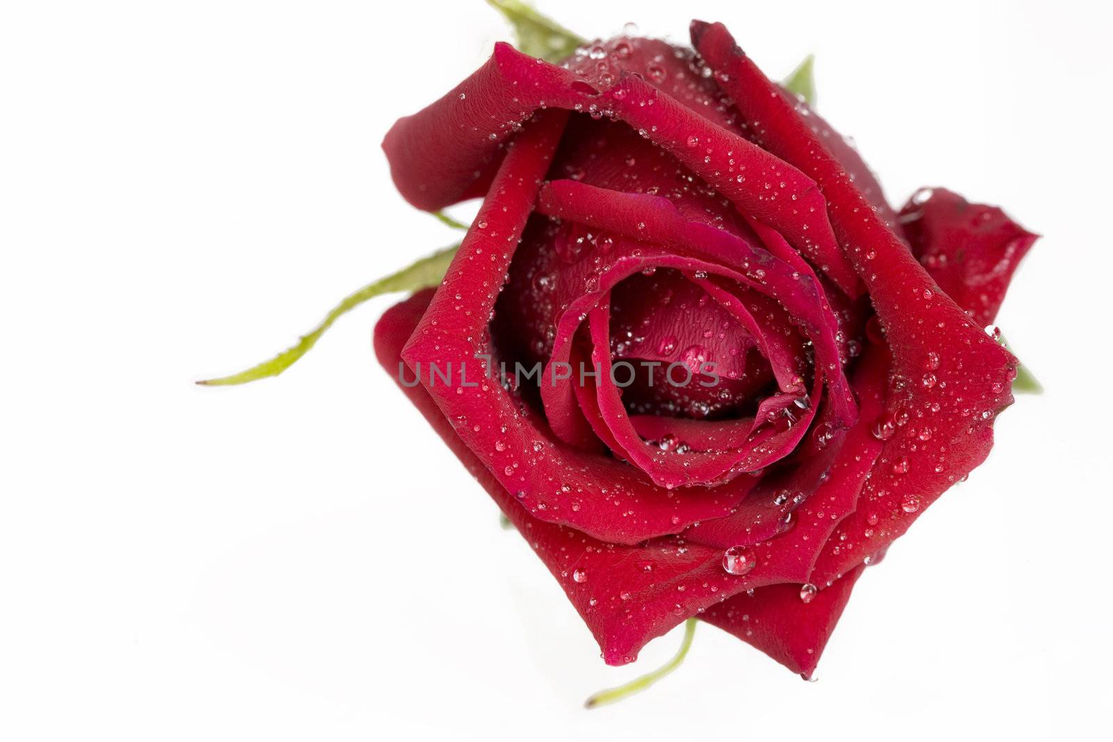 Single beautiful red rose isolated on white