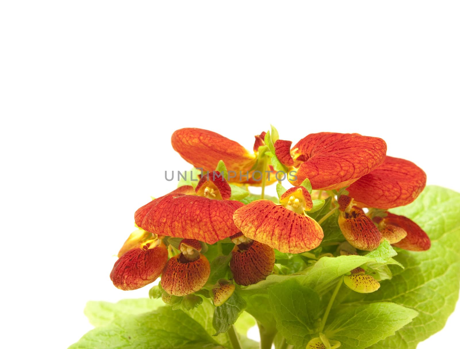 Calceolaria by Arsen