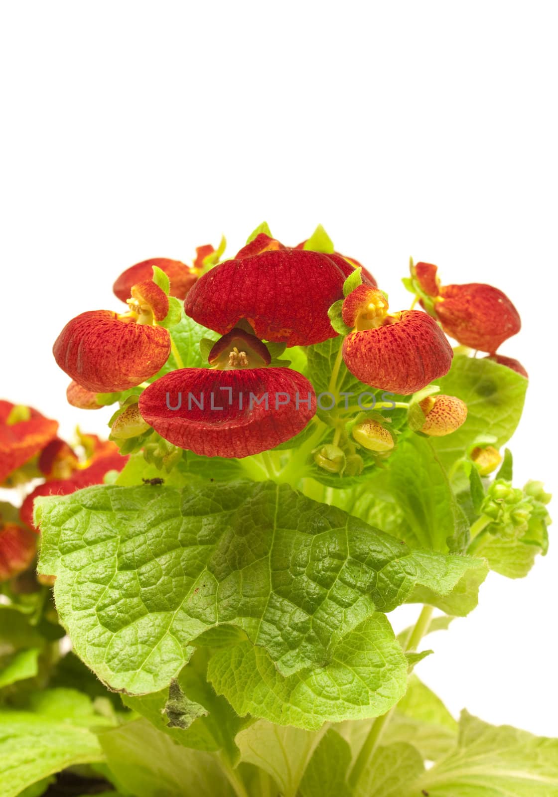 Beautiful calceolaria isolated on white