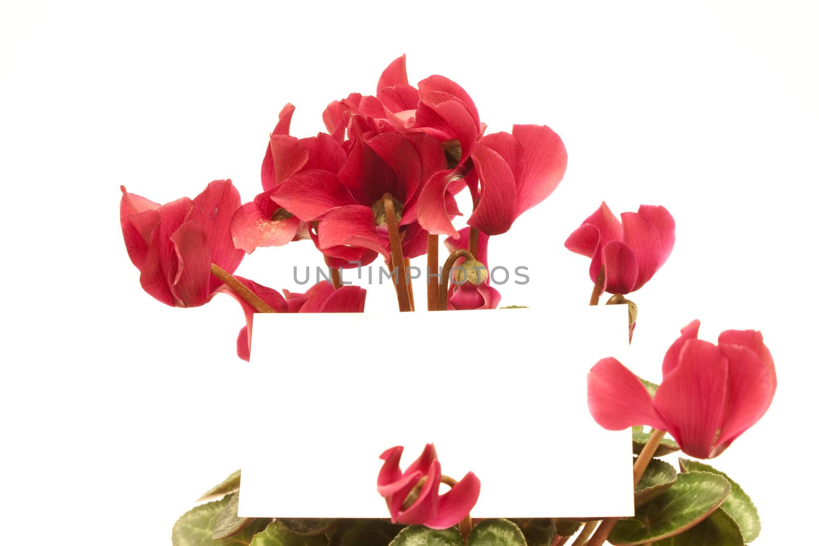 Beautiful cyclamen with empty greeting card isolated on white  