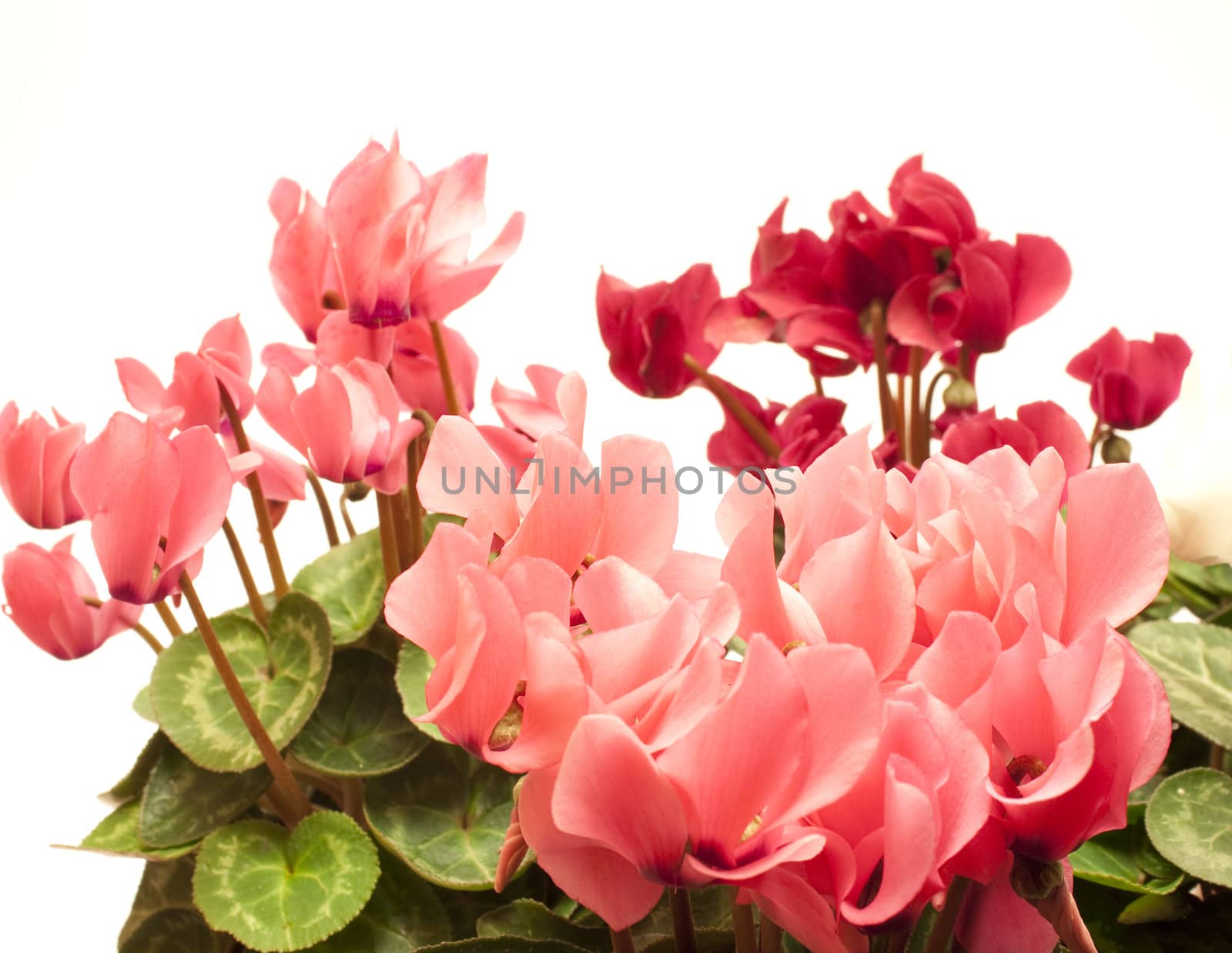 Beautiful cyclamen isolated on white  
