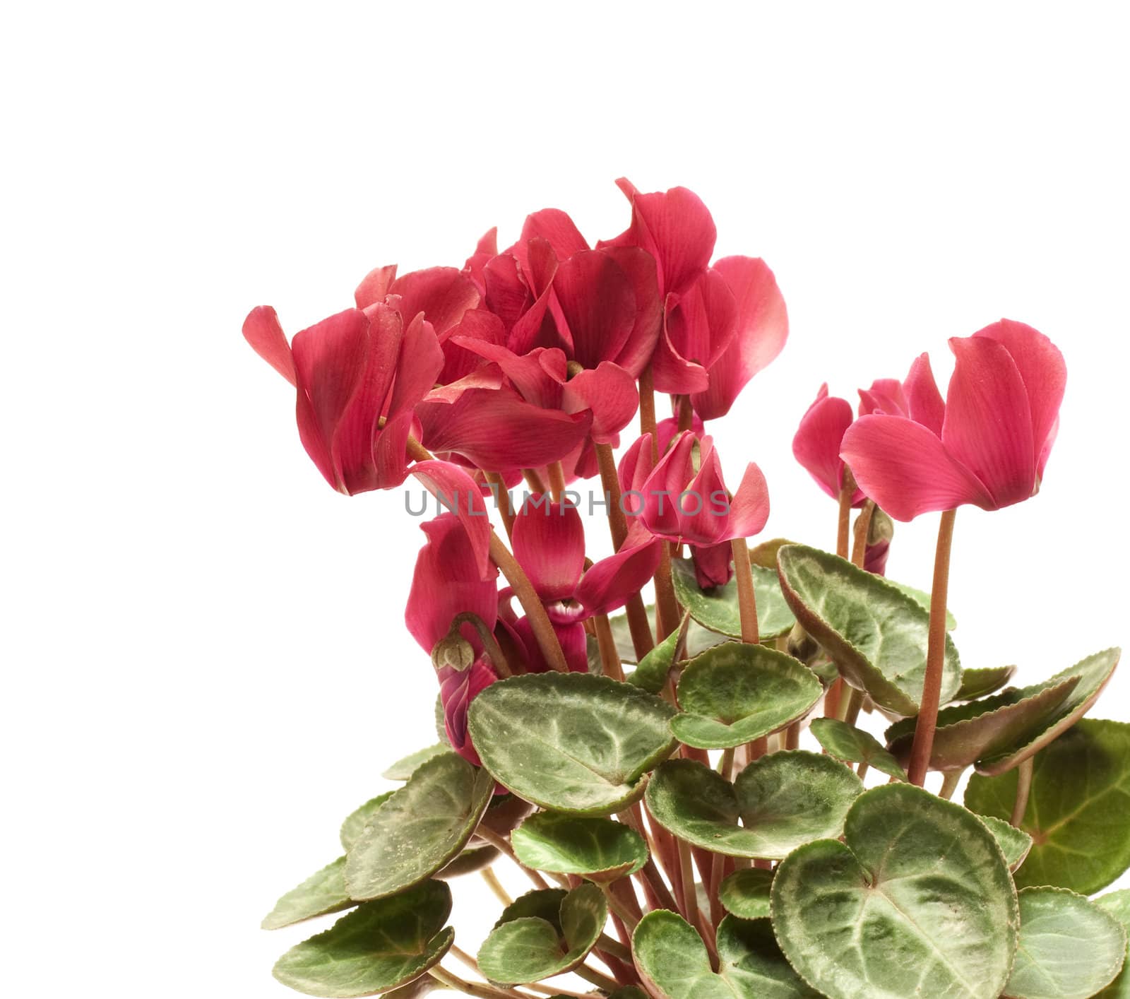 Beautiful cyclamen isolated on white 