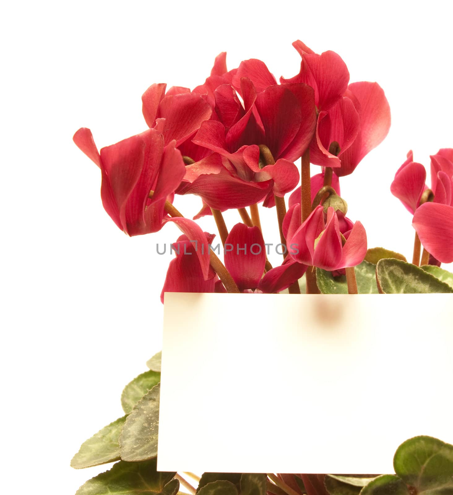 Beautiful cyclamen with empty greeting card isolated on white  