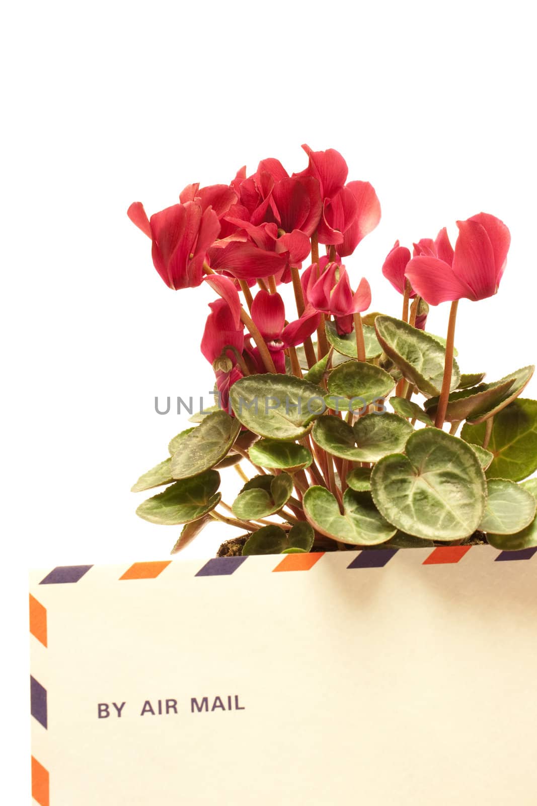 Beautiful cyclamen flowers with mail letter isolated on white