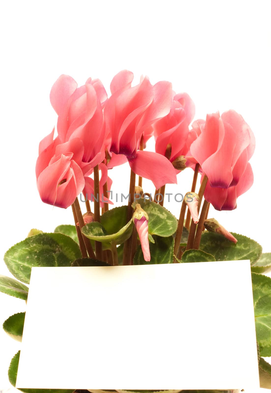 Beautiful cyclamen with empty greeting card isolated on white  