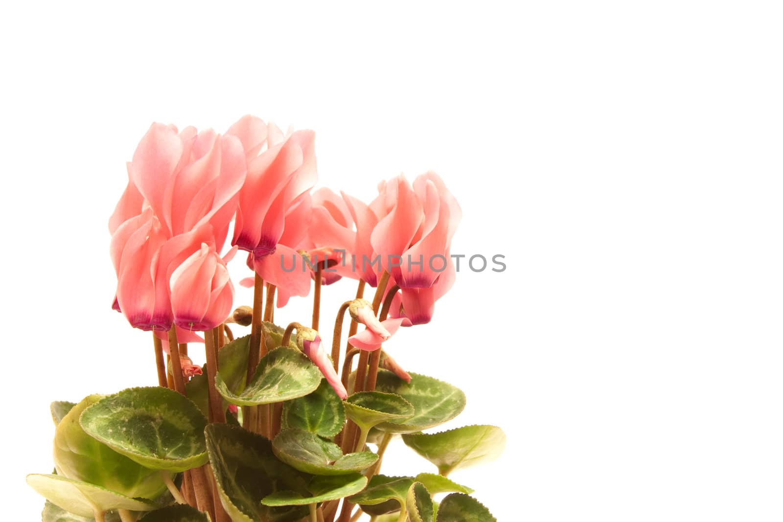 Beautiful cyclamen isolated on white  