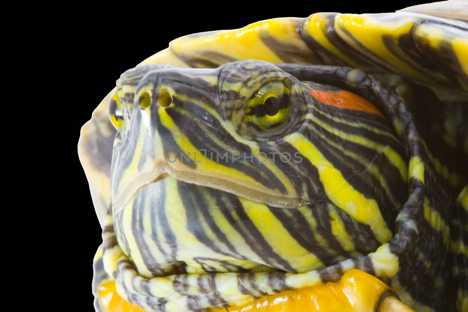 head and face of a turtle - Pseudemys scripta elegans - close up