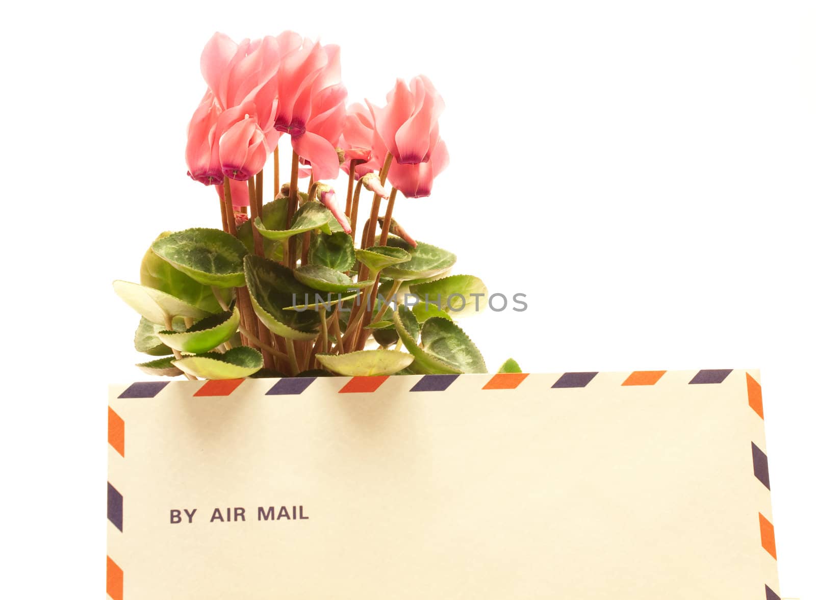 Beautiful cyclamen flowers with mail letter isolated on white