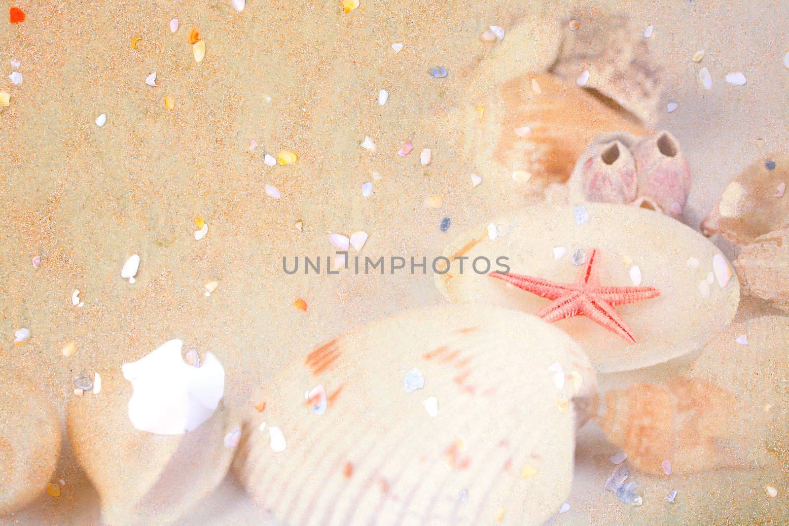 Small colorful shell on sand background by jarenwicklund