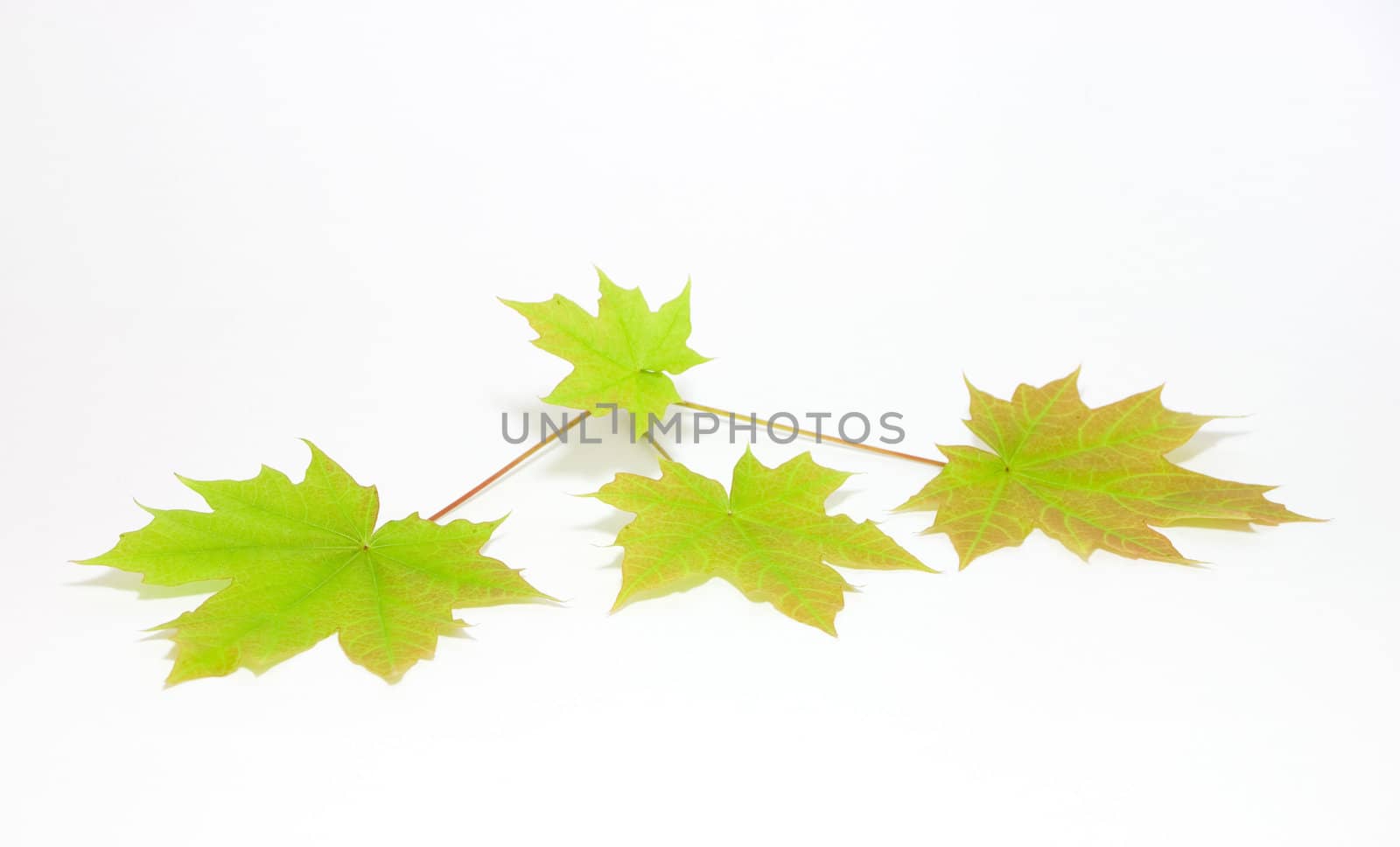 Maple leaves by ursolv