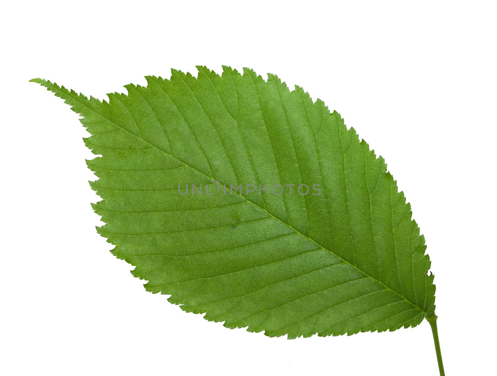 Green leaf isolated on white