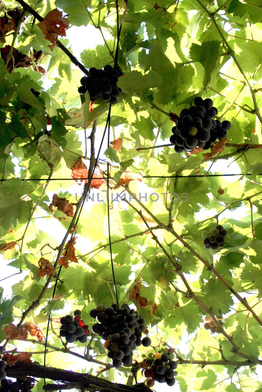 a grape vine in a garden in summer