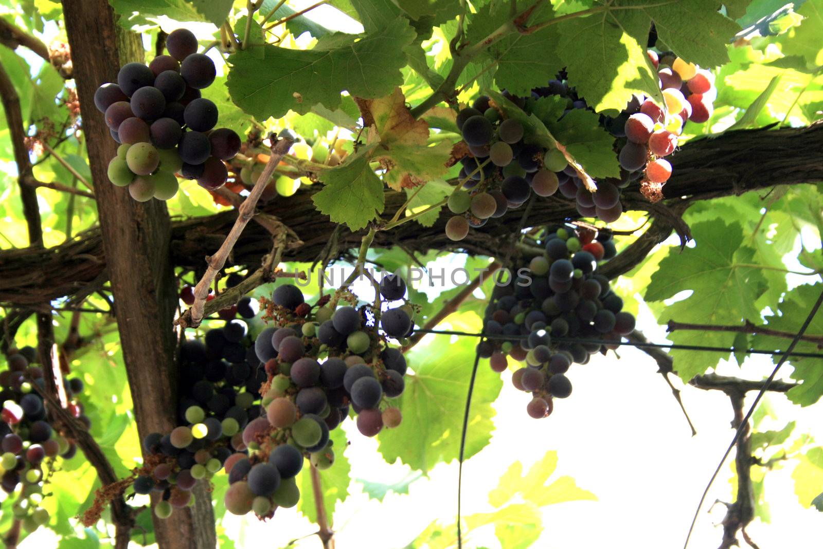 a grape vine in a garden in summer