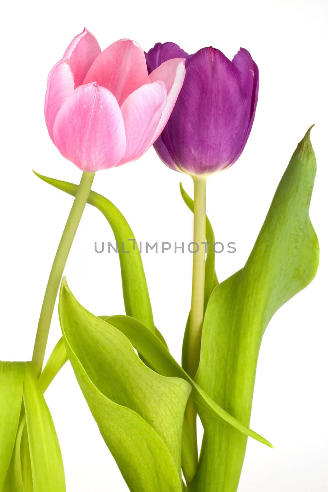 a tulip in pink and purple