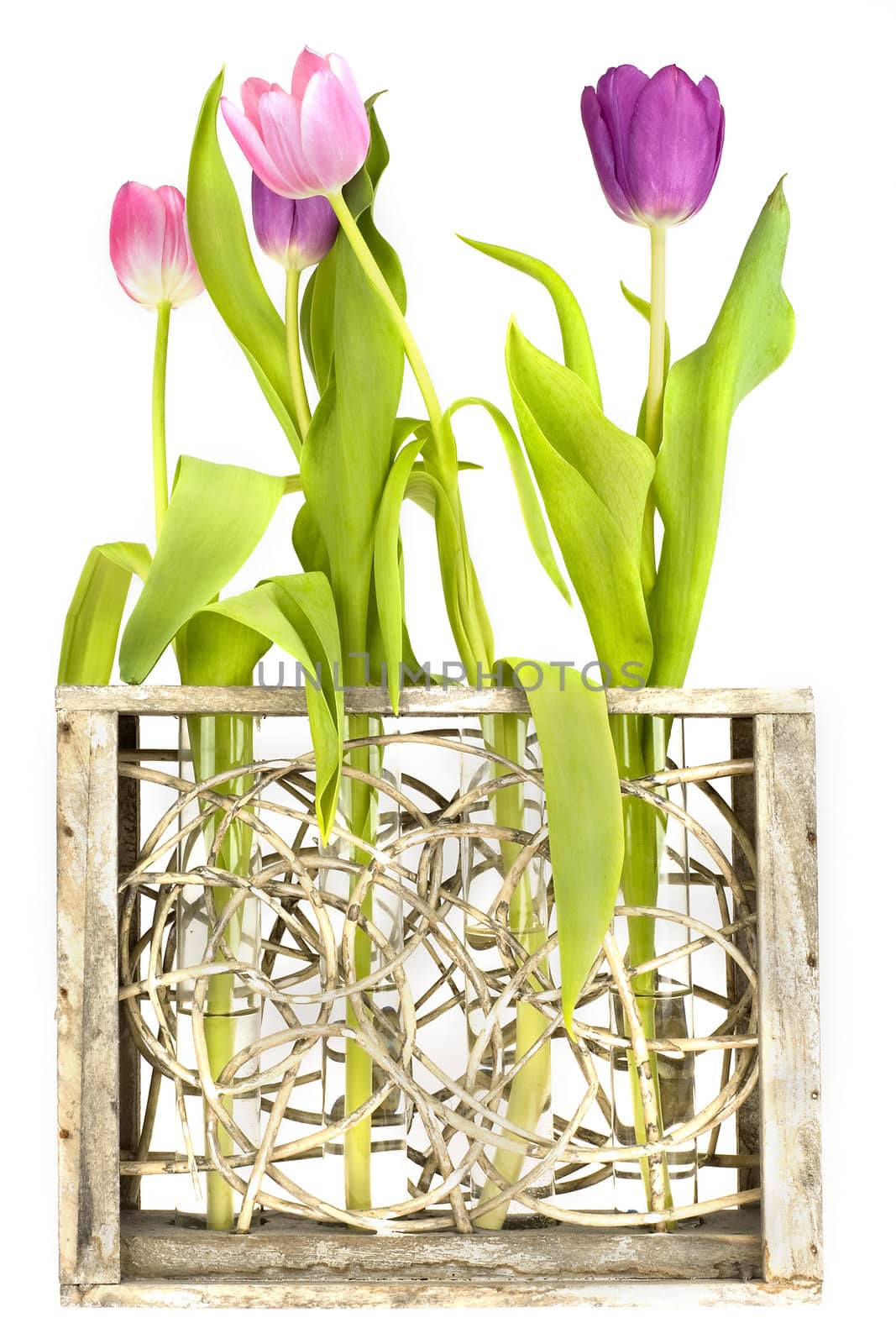 four colorful tulips in a beautiful wooden vase