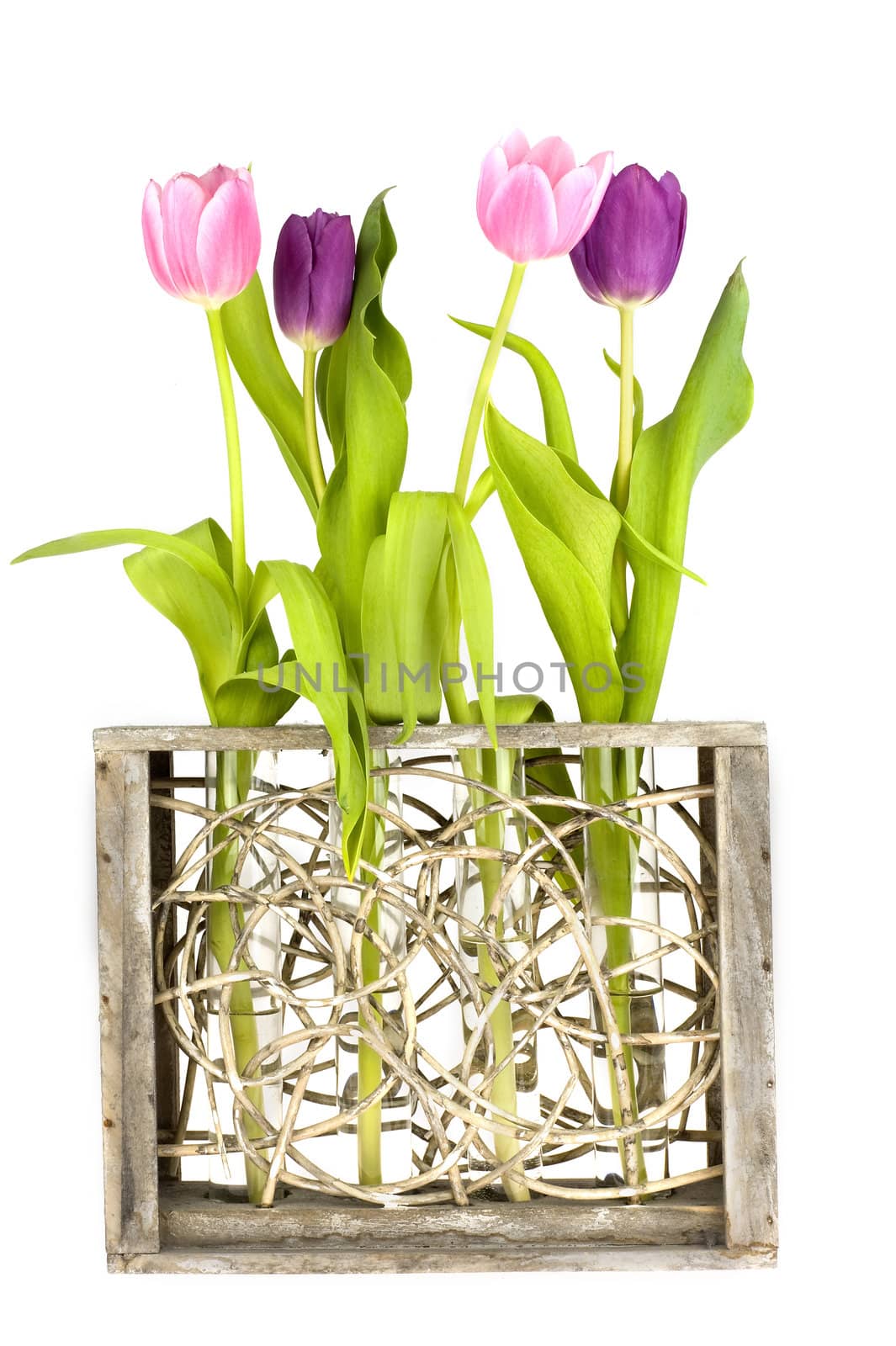 four tulips in a row in a vase