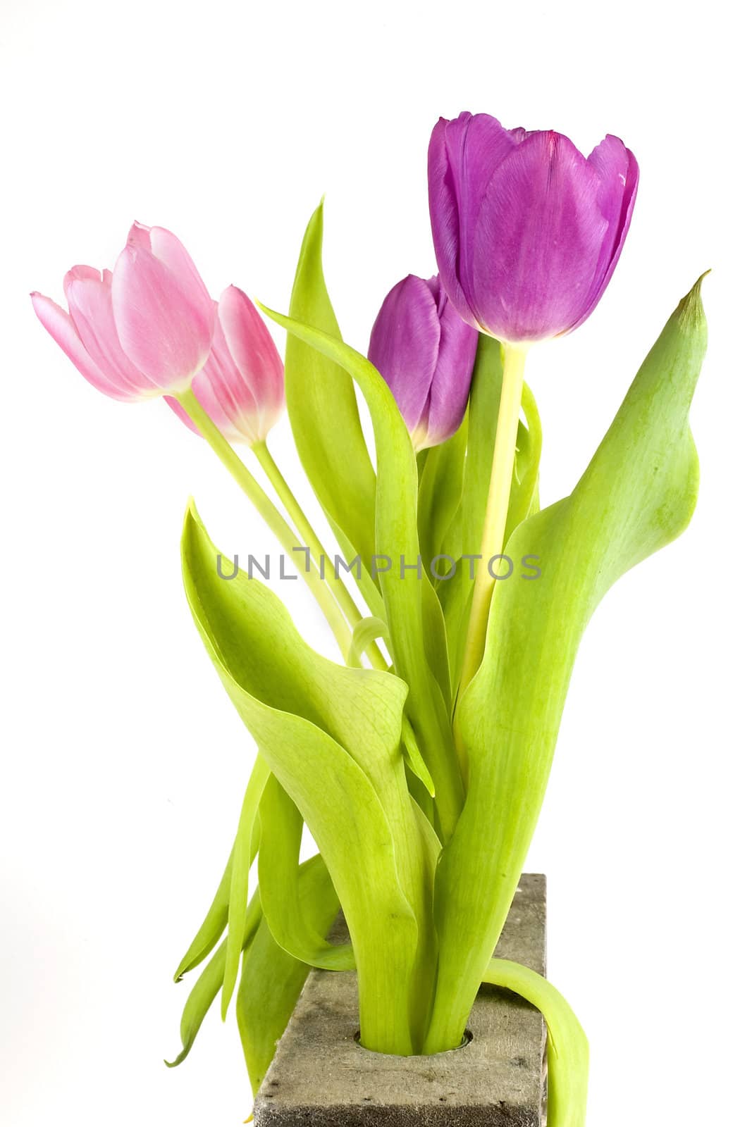 four tulips in a row, 