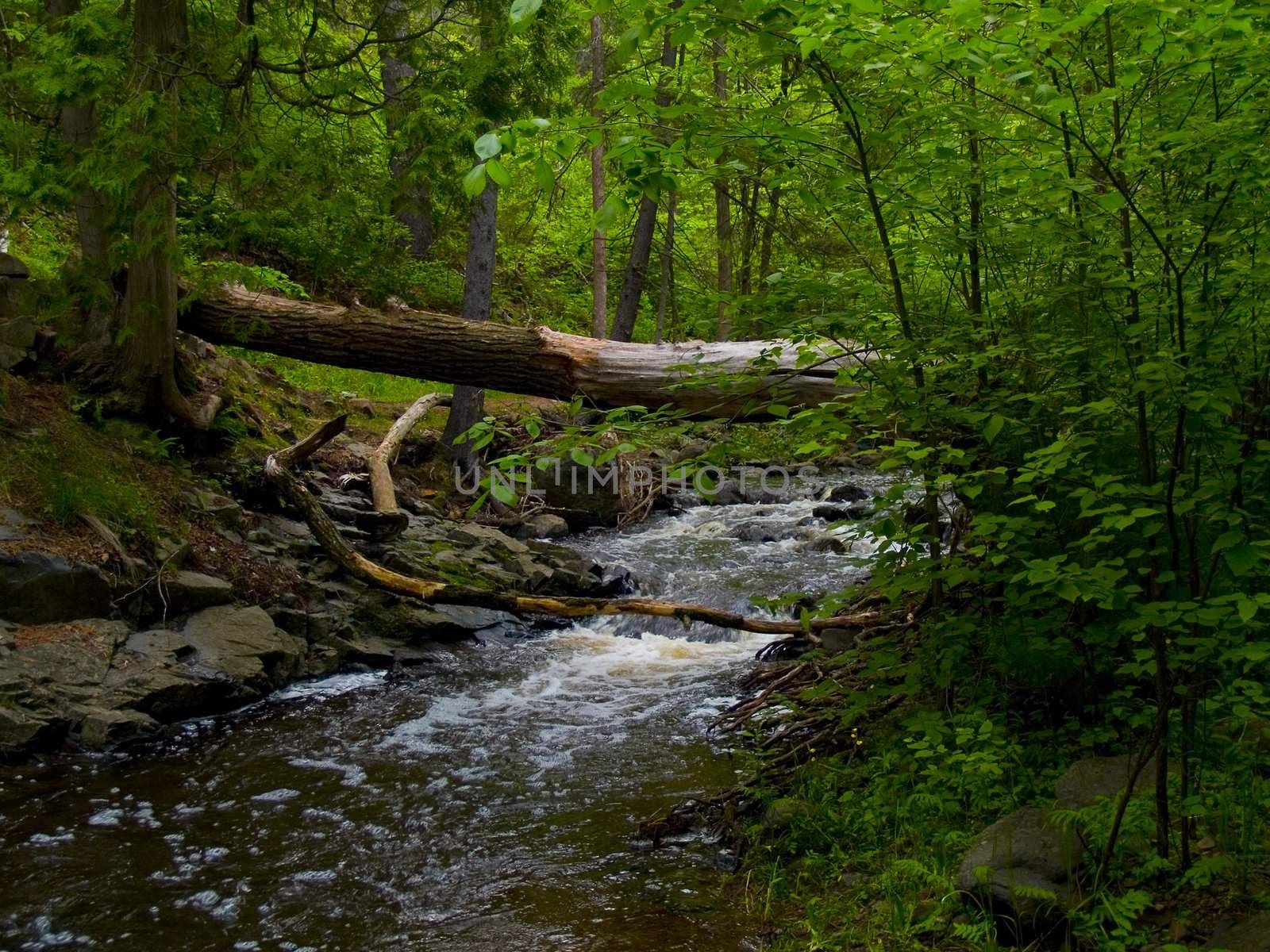 A forest brook under a fallen tree trunk in the North Woods of Minnesota.