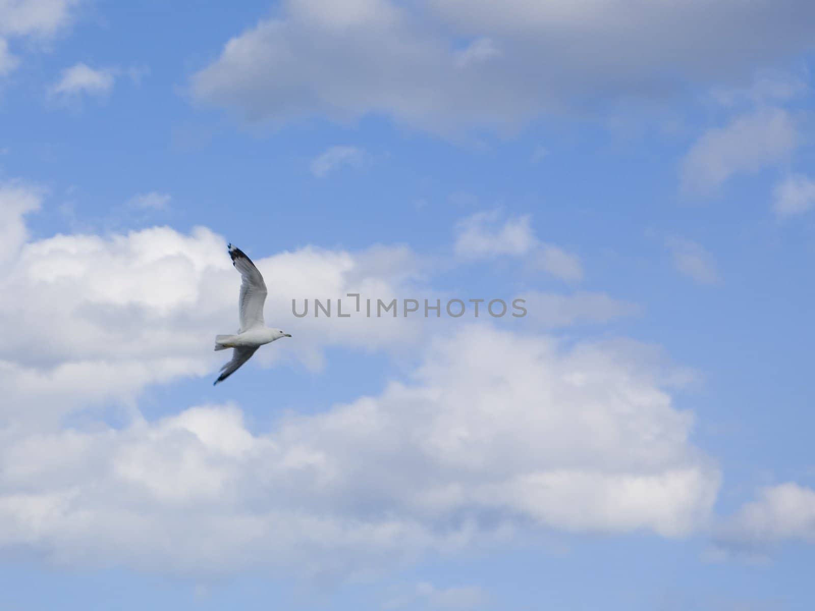 A gull flying into blue sky.