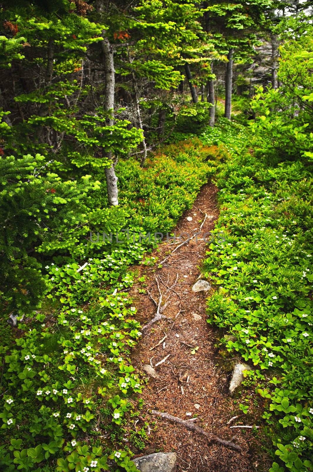 Hiking trail in a sunlit forest in Newfoundland