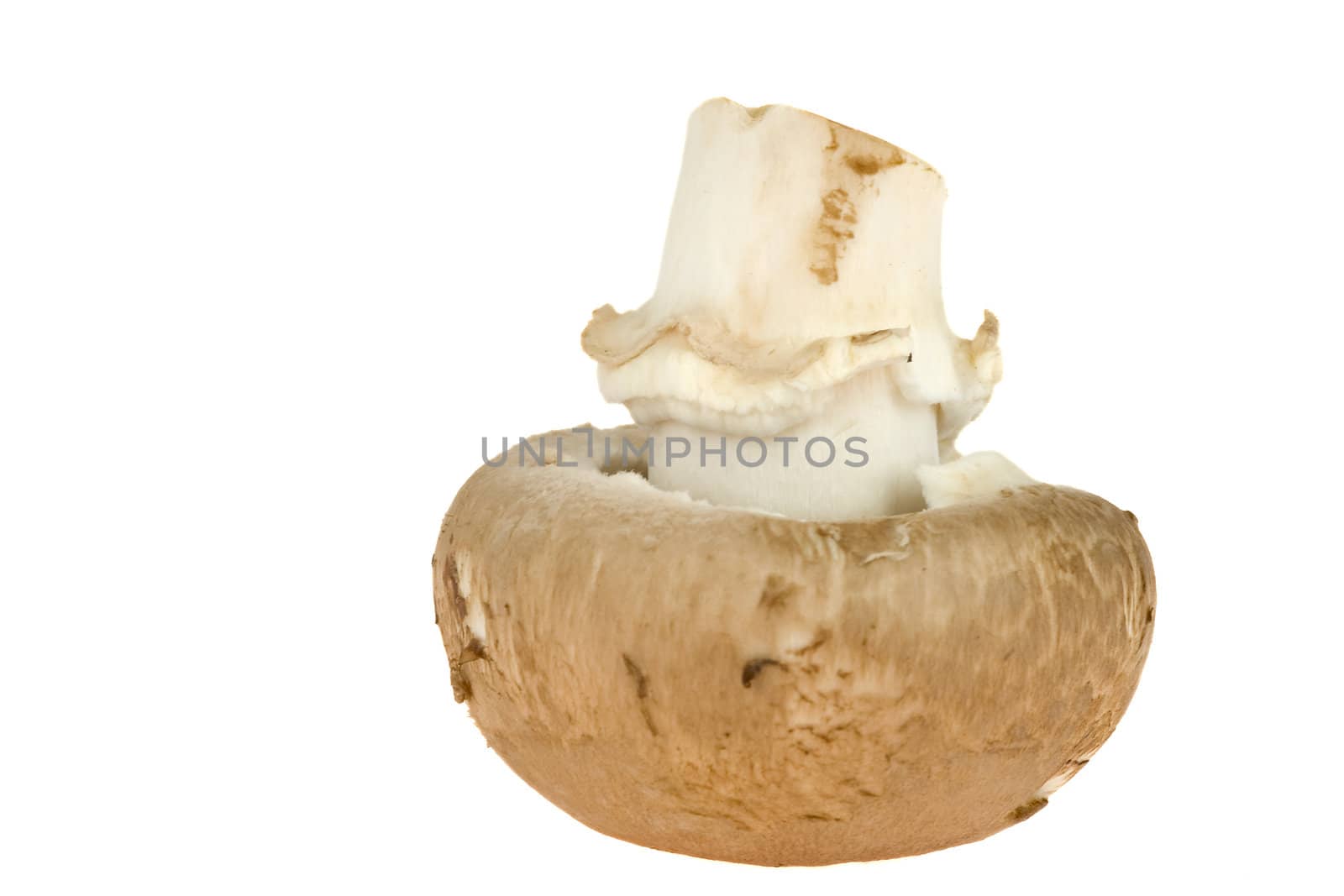 a chestnut mushroom isolated on a white background