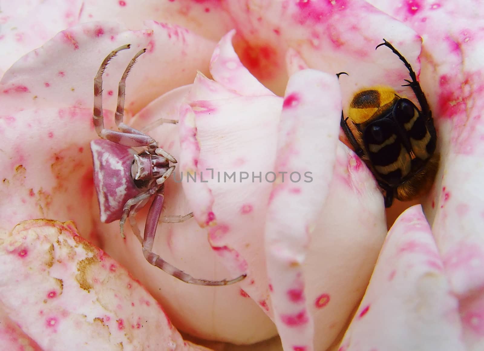 A spider is hunting a bug in a rose flower