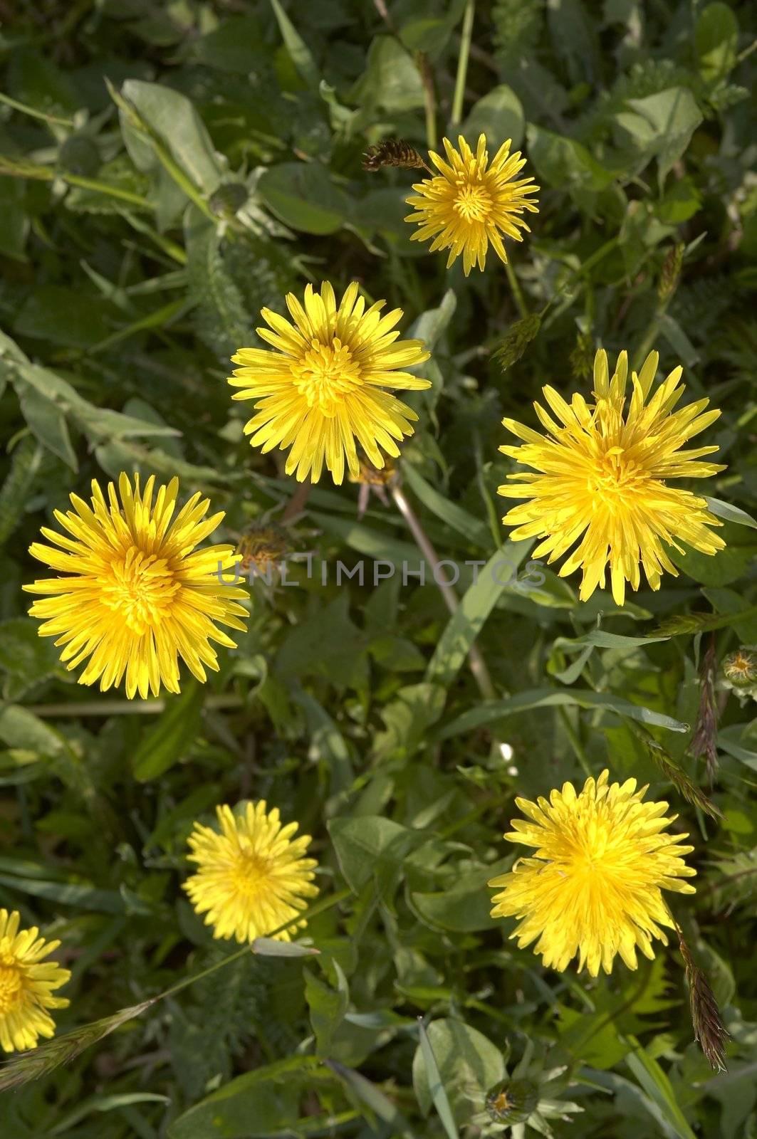 Detail of the flowering dandelions