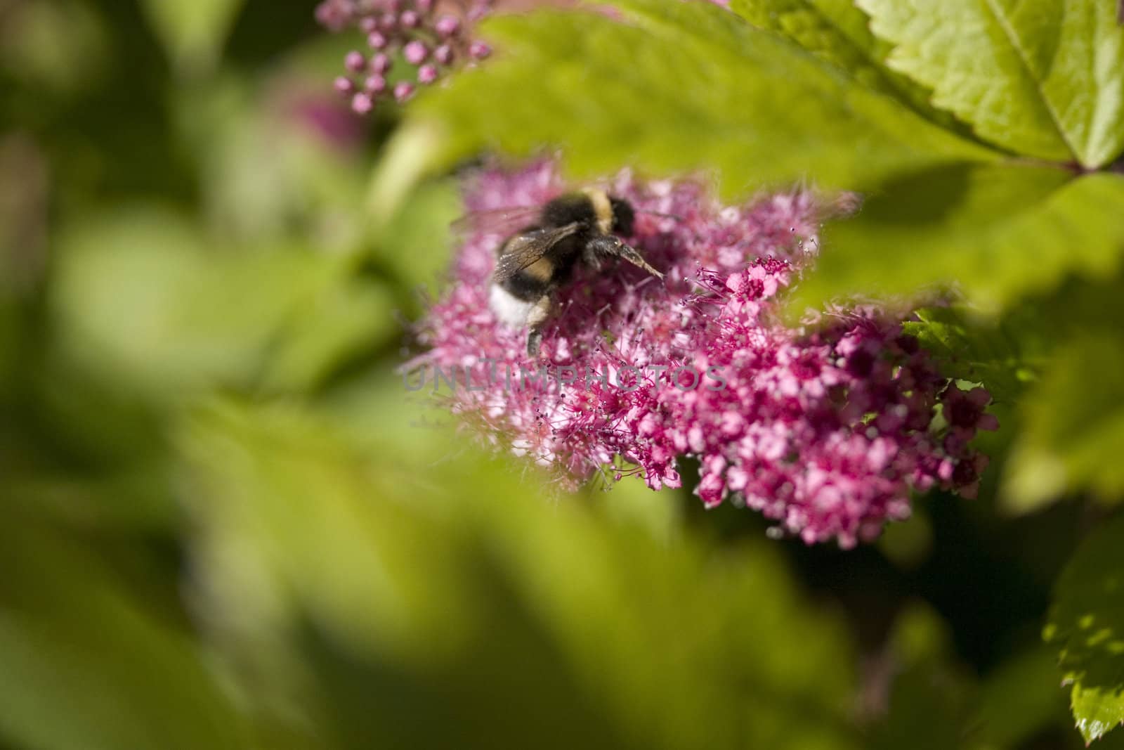 Flower with bumblebee