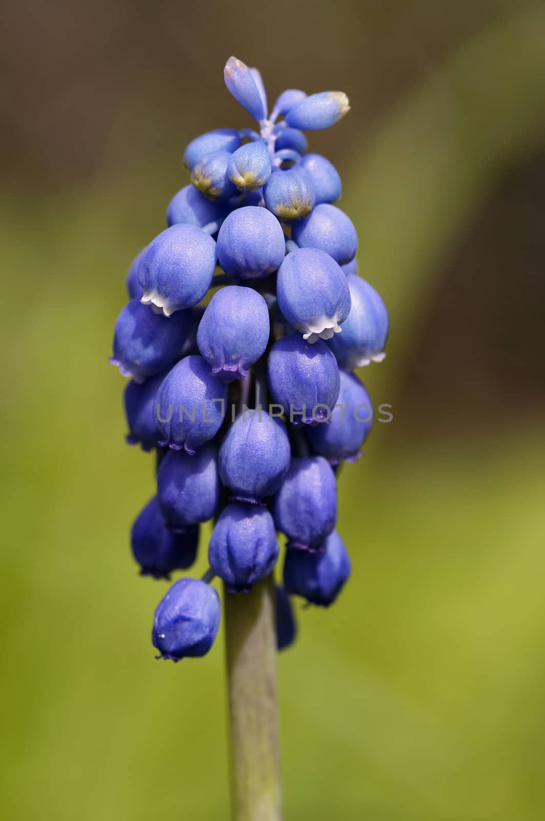 grape hyacinth by Mibuch