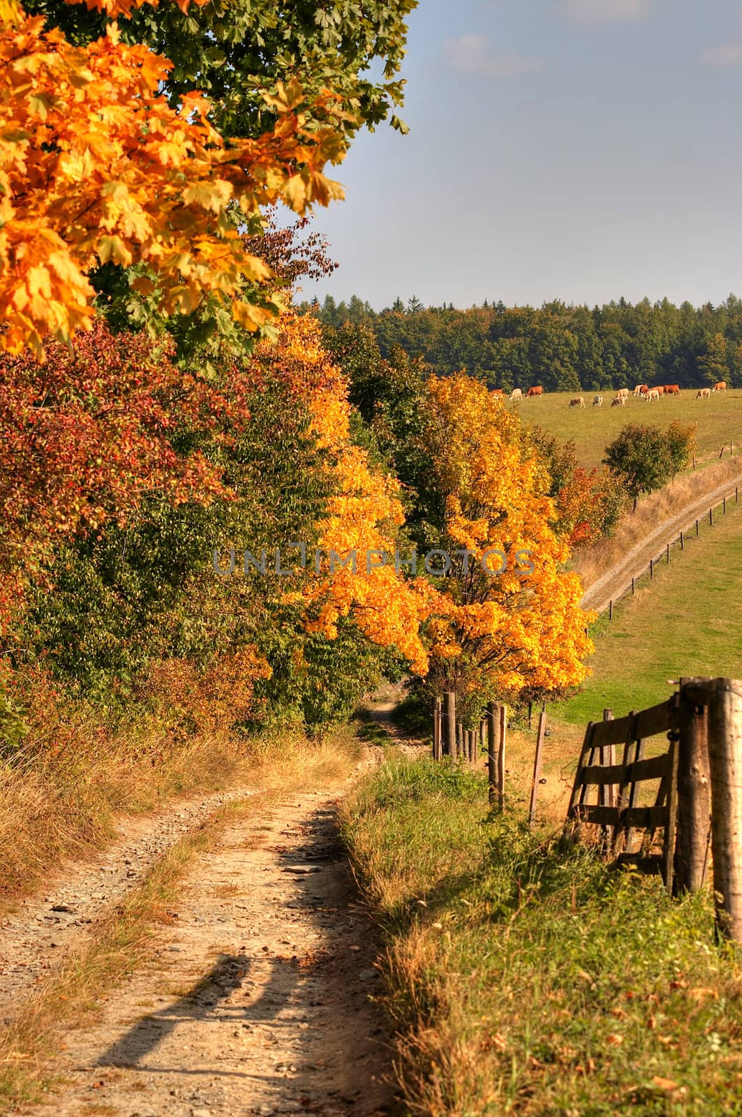 country road and autumn landscape by Mibuch