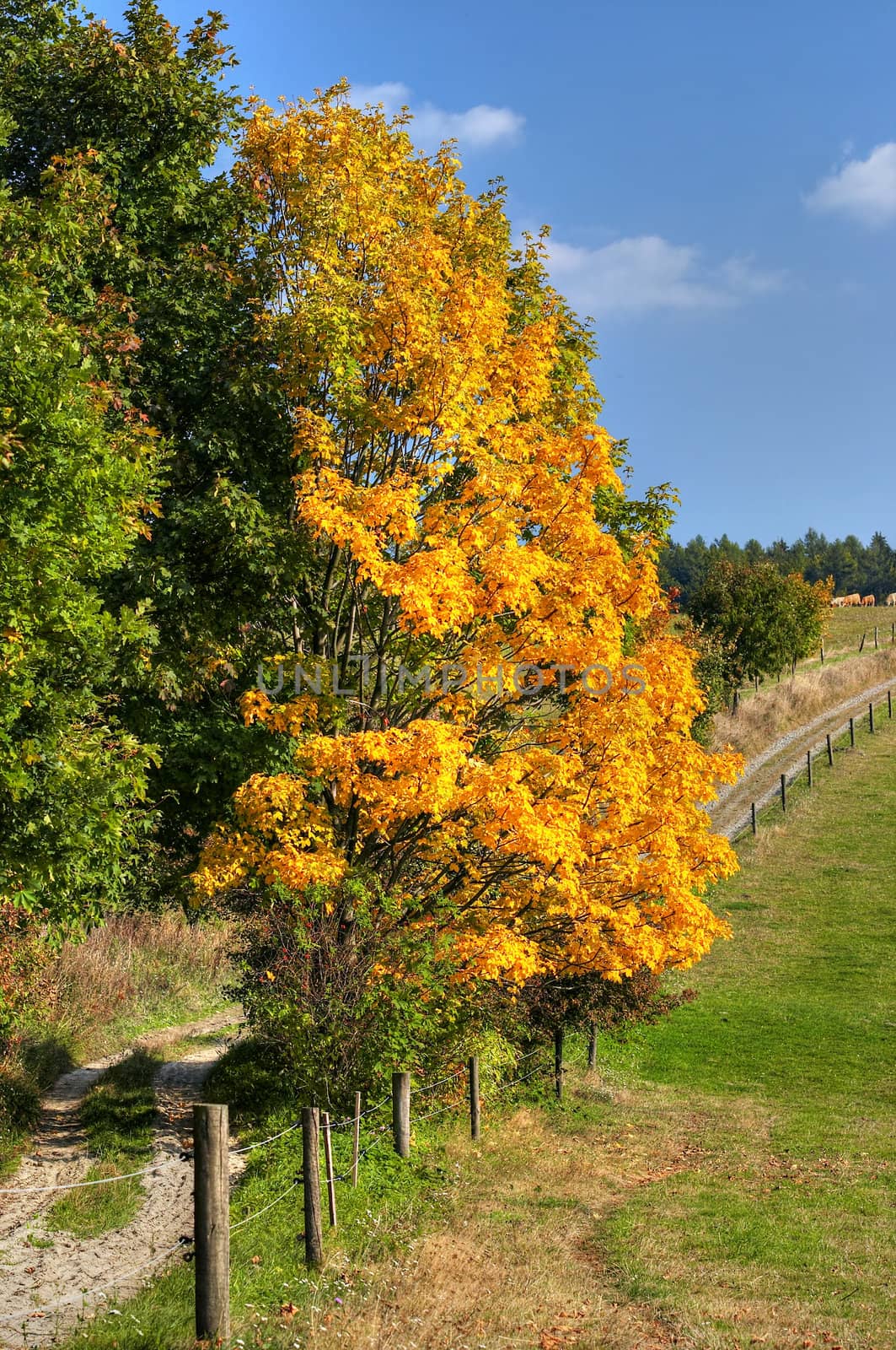 Cart-road and autumn landscape - fall colors - cow range