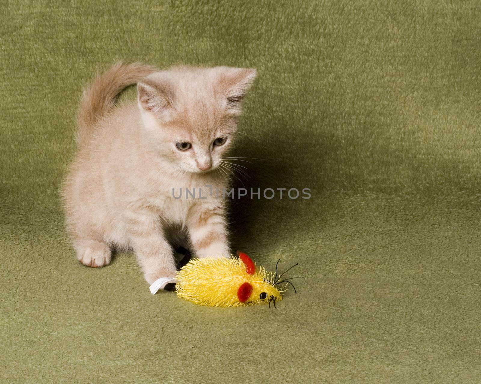 Cute kitten playing with his mouse toy