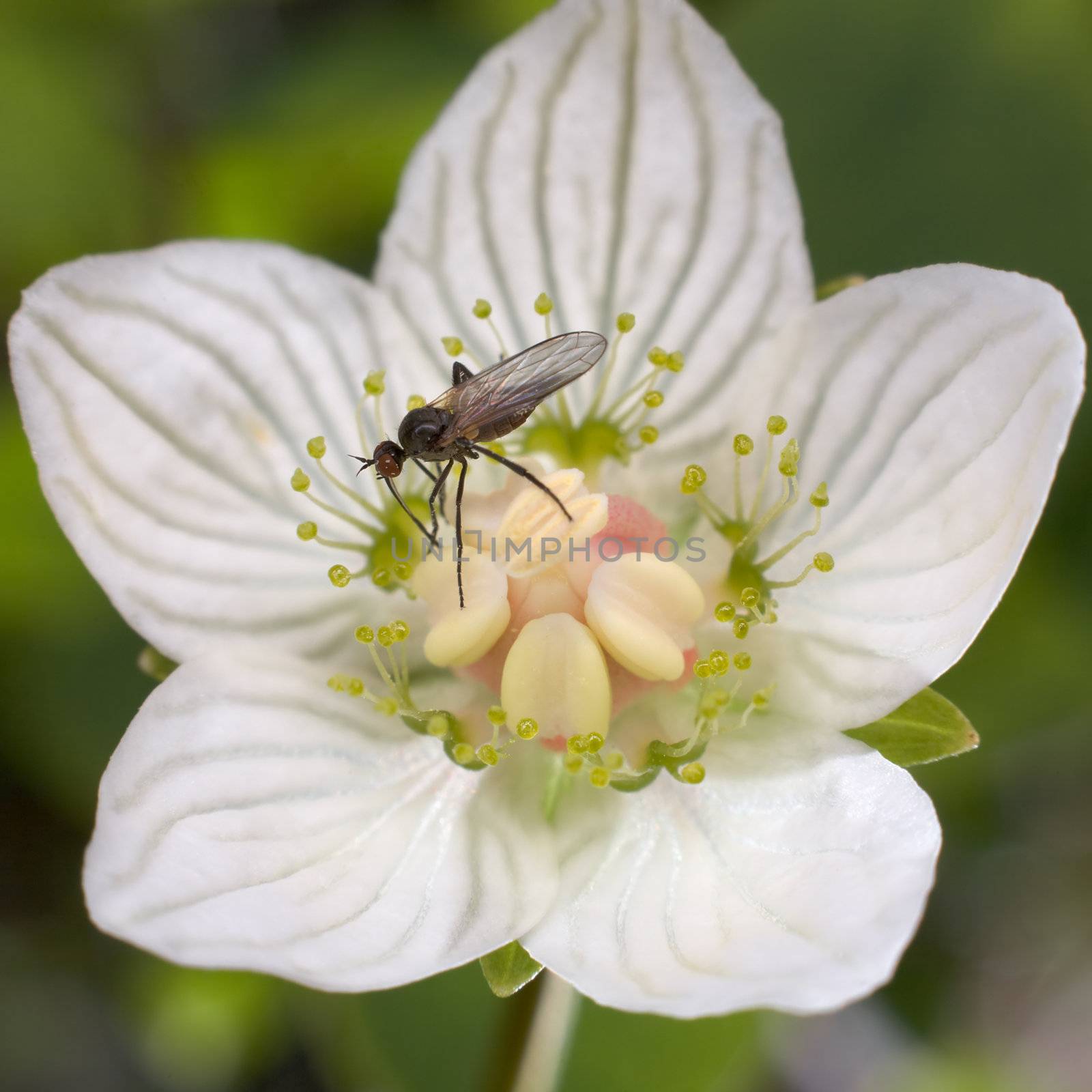 The fly on a flower by pzaxe