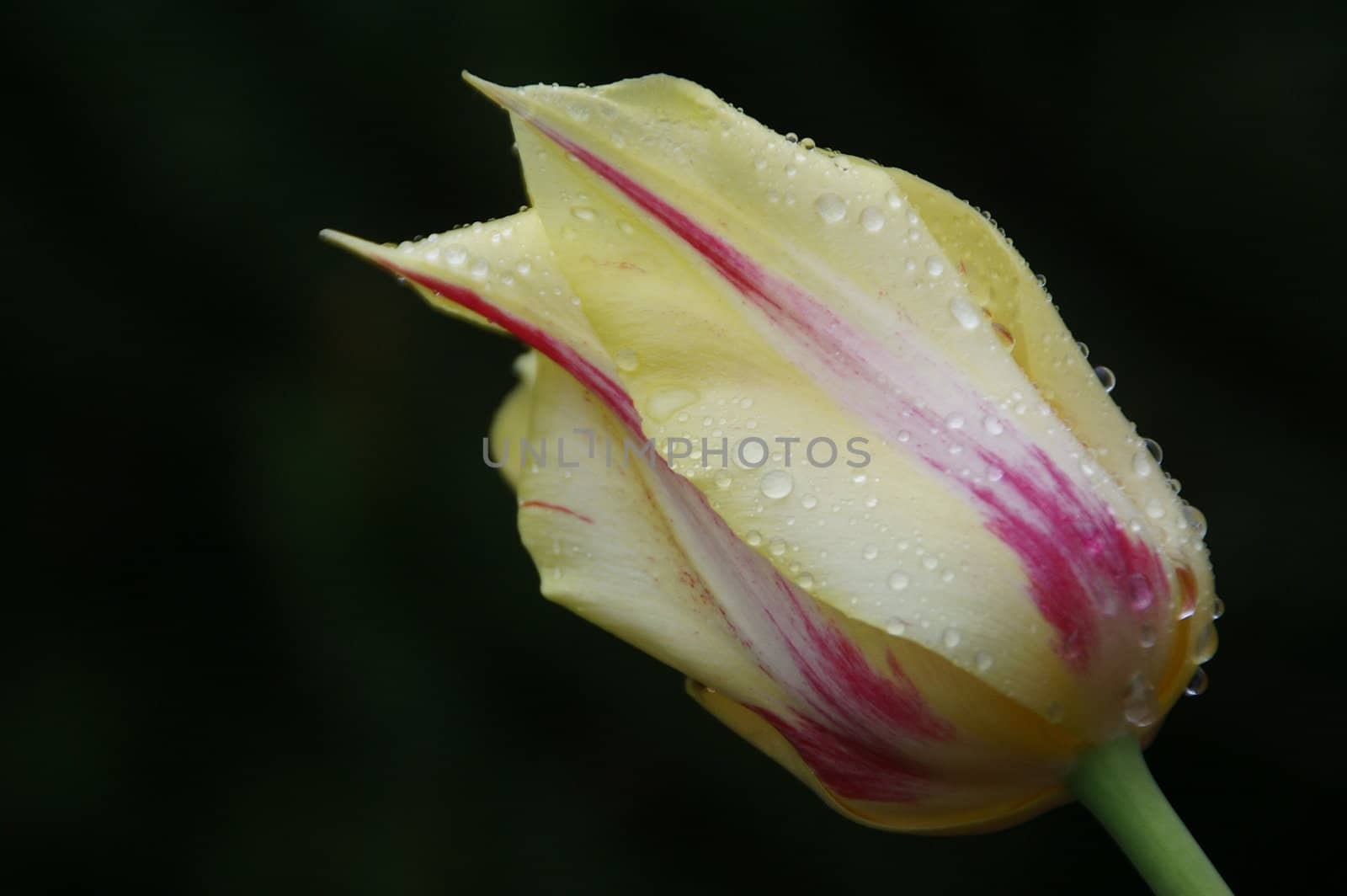 Tulip by jacek65