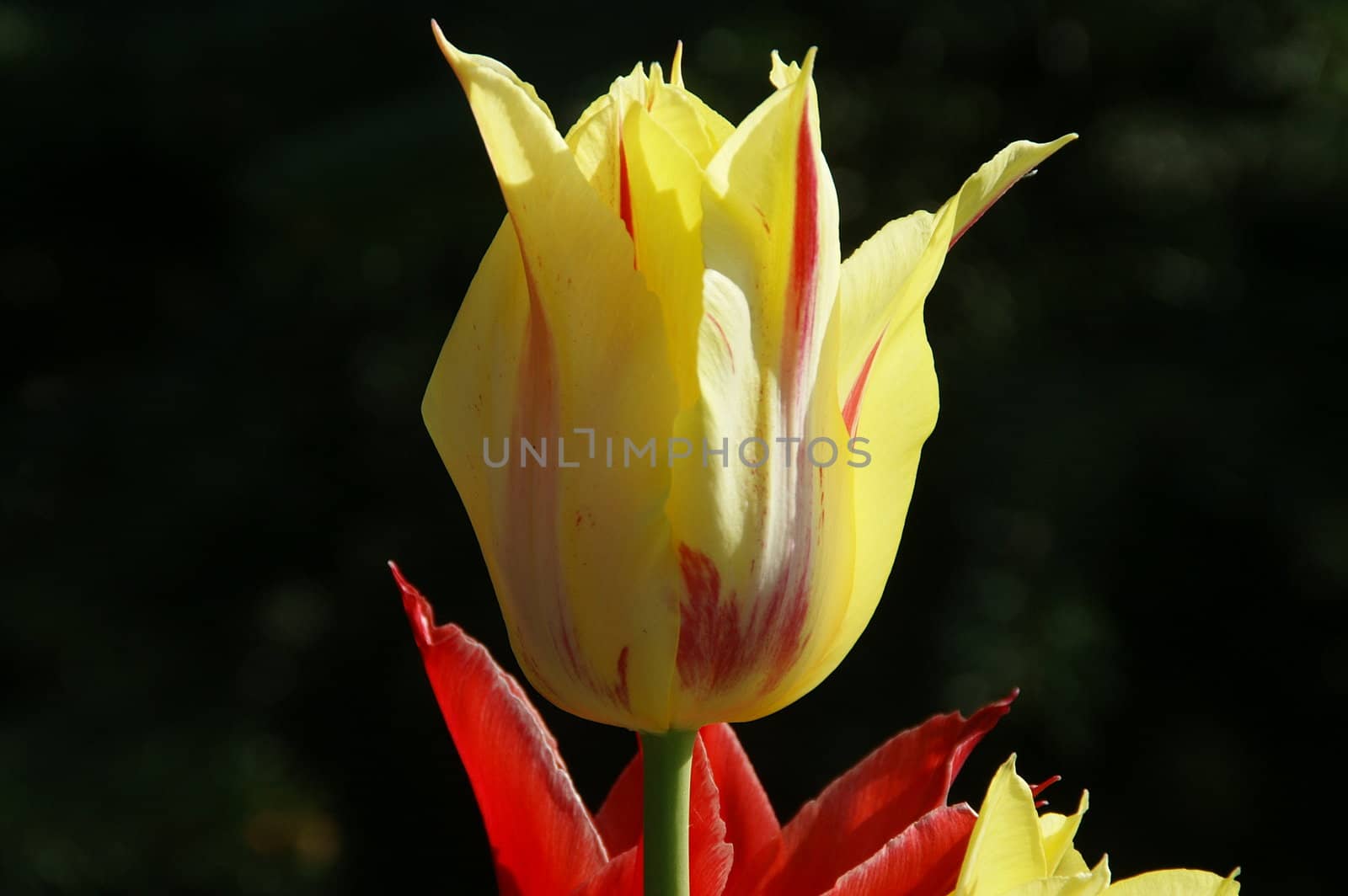 Tulipa L. 1753, Amana Honda