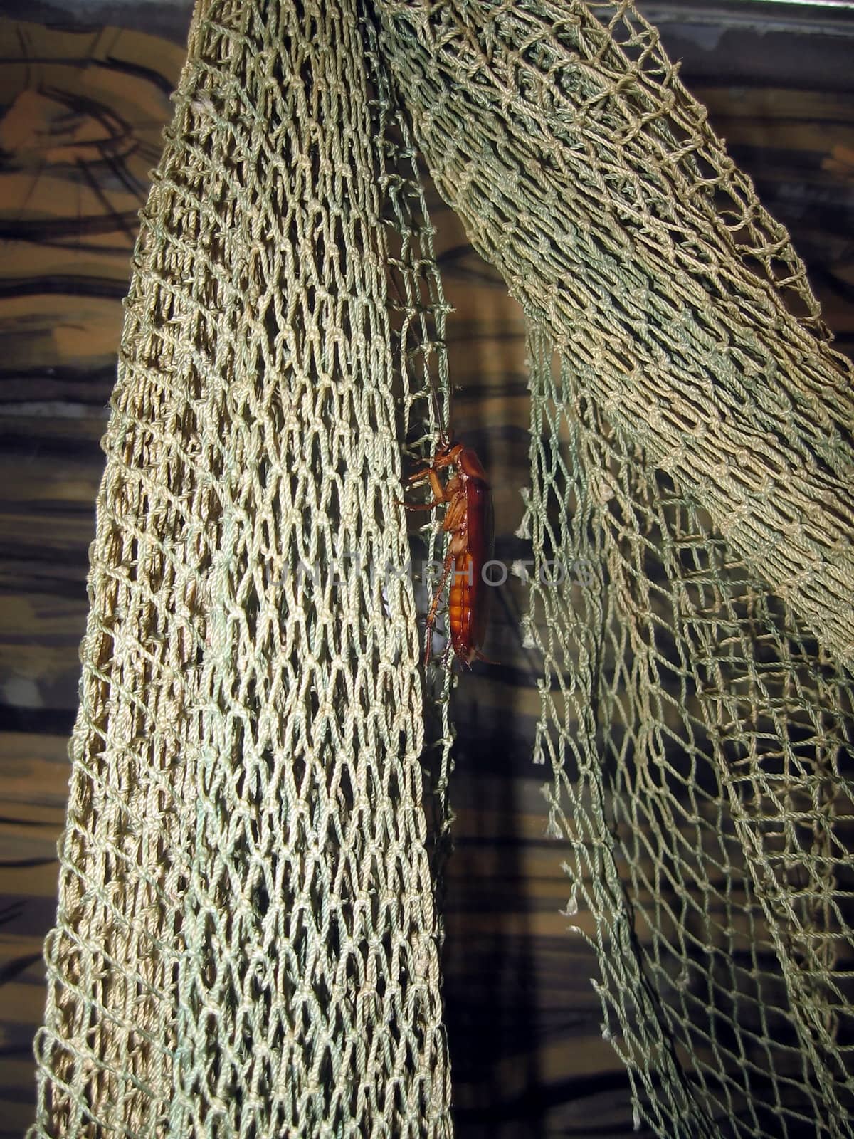 Brown cockroach sits on the plaited net